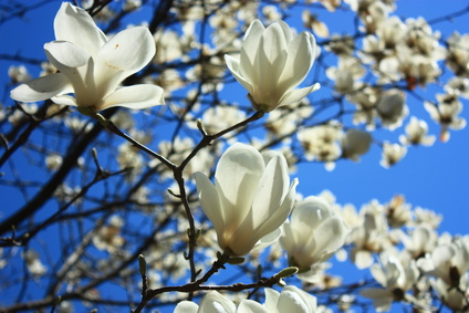 magnolia.jpg(94353 byte)